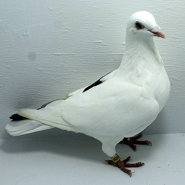 Band: AU 44254 AA 2025